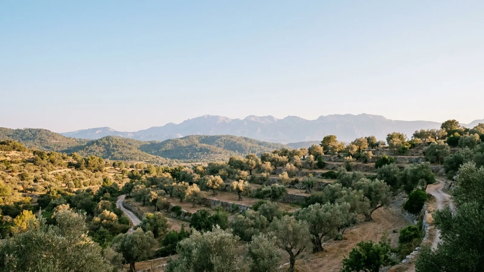 Serene view of the Mallorcan countryside, with olive trees and distant mountains, under a clear sky.